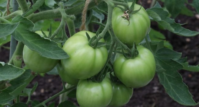 agricultura