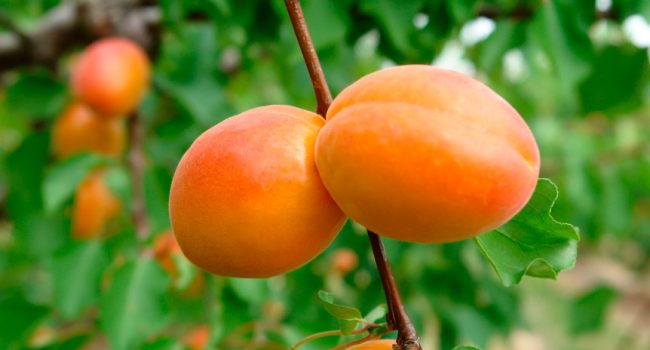 fruta