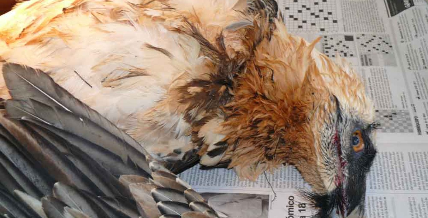 Quebrantahuesos muerto por electrocución.