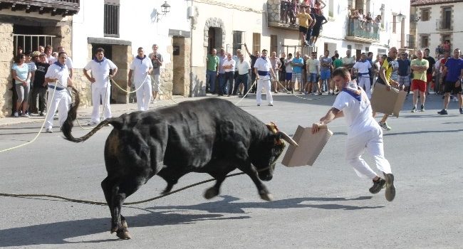 Toro ensogado en Teruel.