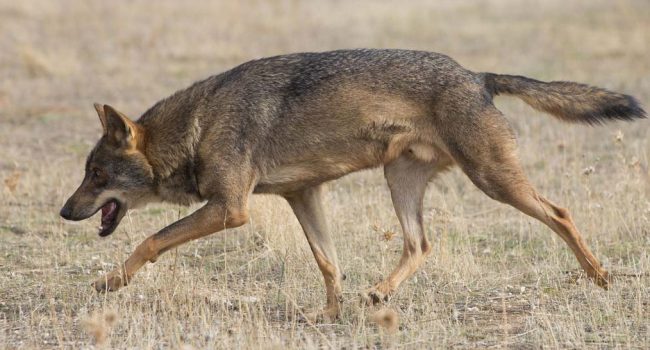 Un ejemplar de lobo ibérico en semicautividad | Foto: Carlos Delgado