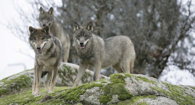 Ejemplares de lobo ibérico | Foto: Juan José González Vega