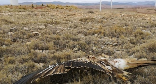La Fiscalía de Medio Ambiente estudiará la mortalidad de aves causada por centrales eólicas en Aragón