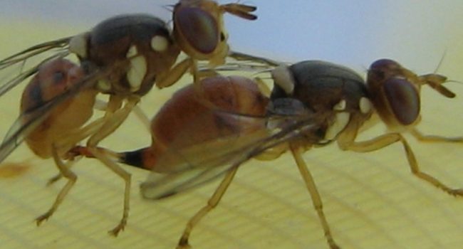 Amigos de la Tierra, GeneWatch UK, Plataforma Rural y Som lo que Sembrem celebran que se haya rechazado el experimento de la empresa inglesa.