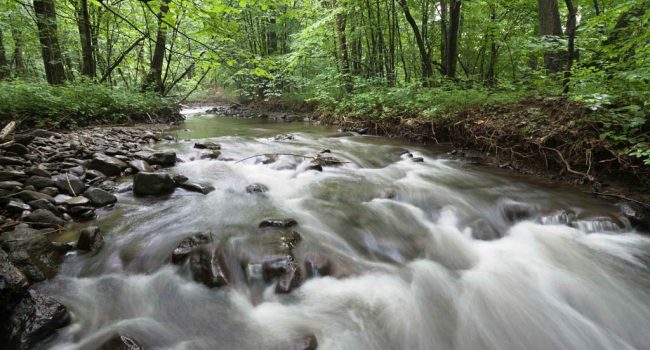 naturealert_waldbach