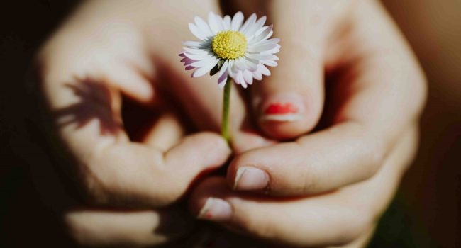 dos manos de un menor sujetando una flor para hablar de infancia