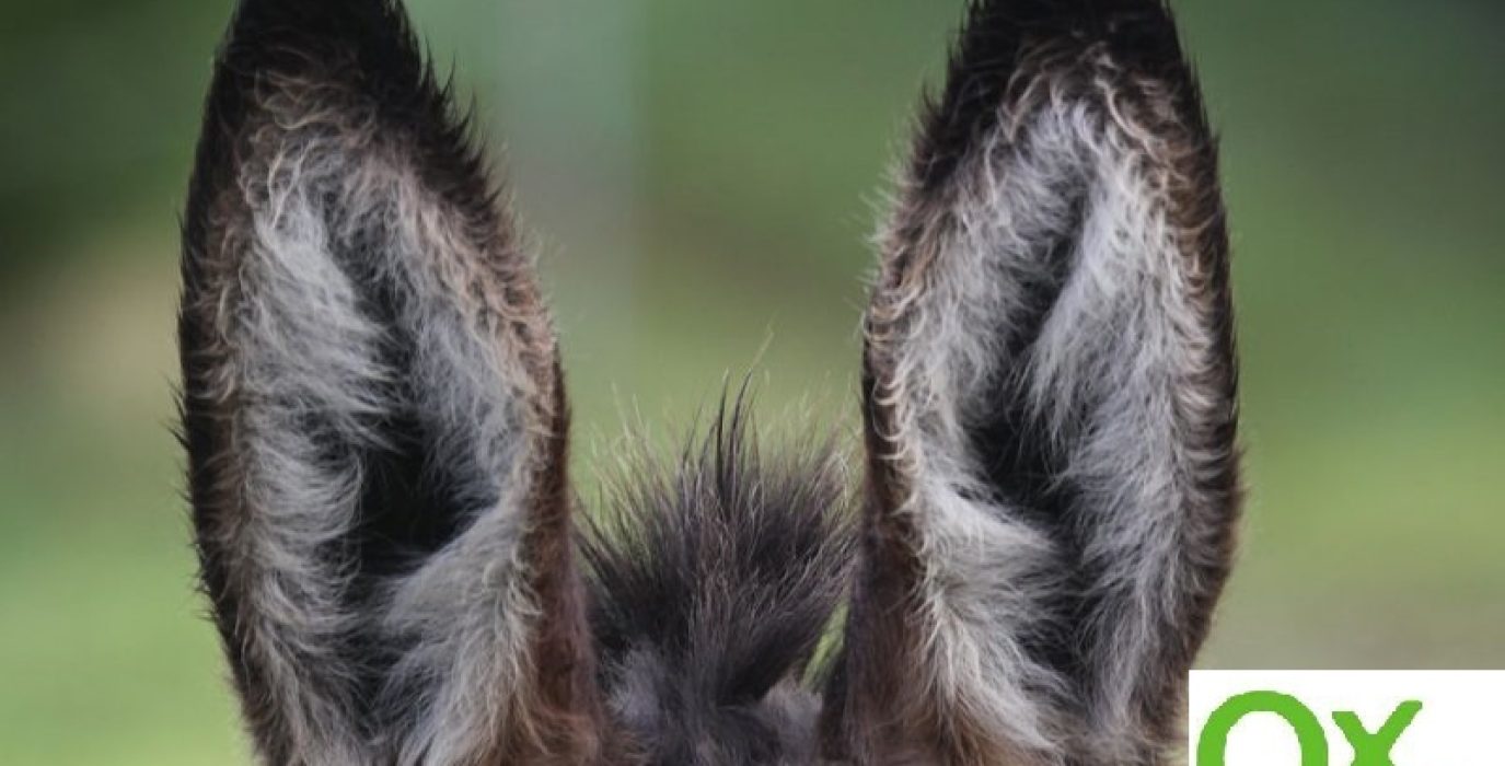 orejas de burro VOX