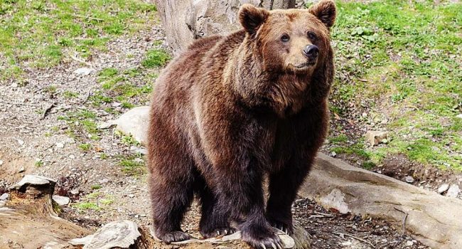 Un ejemplar de oso pardo. | Foto: RTVE