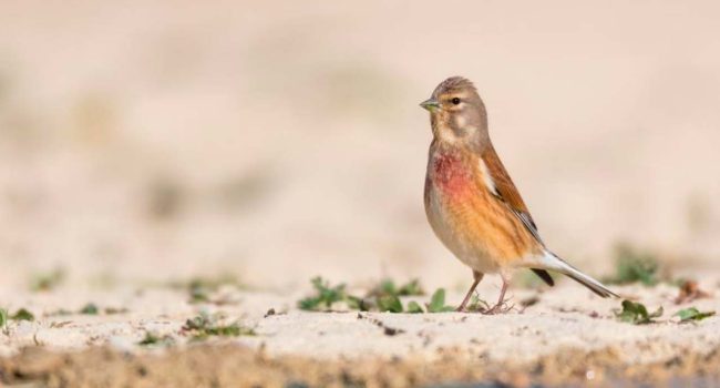 Pardillo (Carduelis cannabina). | Foto: E. Ruiz, ANSAR