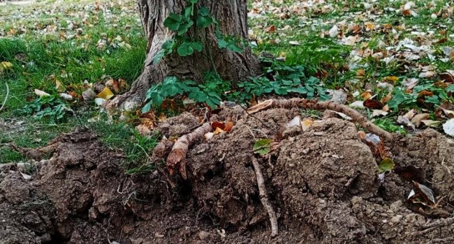 Imagen en la que se aprecian los daños a las raíces del arbolado. | Foto: AC Barrio Verde