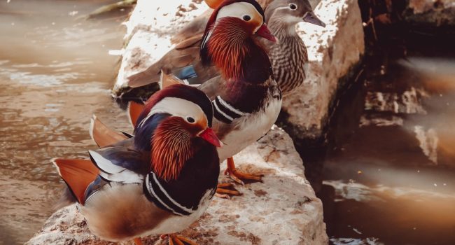 Foto: Josh Appel en unsplash