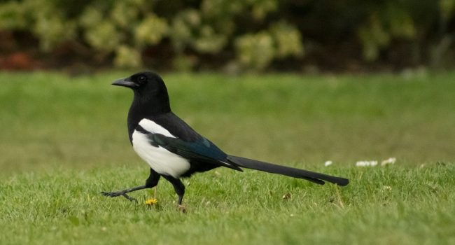 Los campus de la Universidad de Zaragoza albergan más de 90 especies diferentes de aves