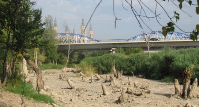 Árboles muertos entre el Puente de Hierro y el de La Unión por la elevación de aguas del azud