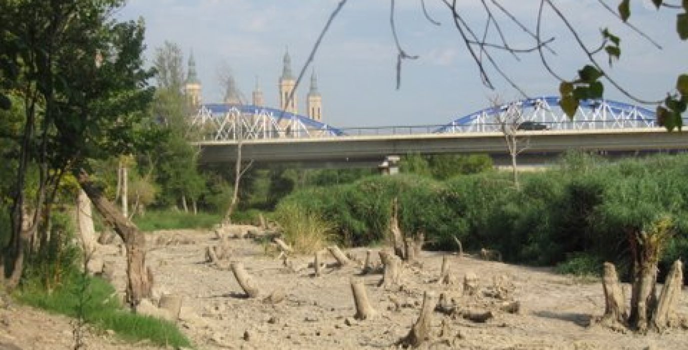 Árboles muertos entre el Puente de Hierro y el de La Unión por la elevación de aguas del azud