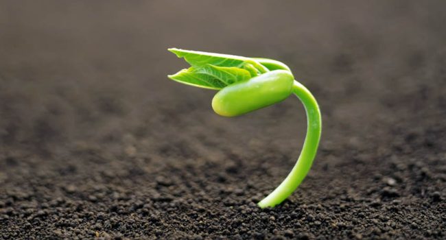 IU reclama al Gobierno que fomente el uso, distribución y venta de semillas a pequeña escala para garantizar la generación de microempresas y la venta directa de los agricultores.