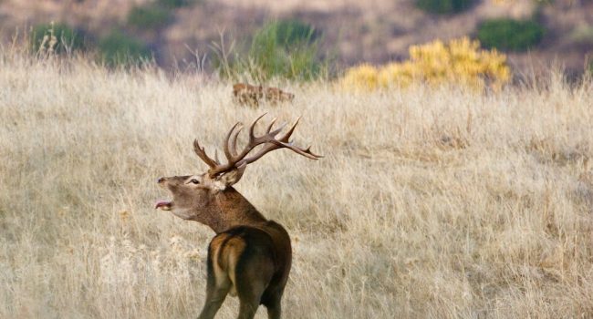 Ciervo berreando en los montes de Albarracín | Foto: Asociación de Empresarios de la Sierra de Albarracín