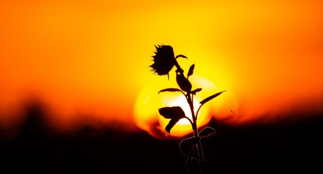 Foto: Birger Strahl en unsplash