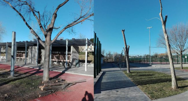 Algunos de los ejemplares talados en Cadrete.