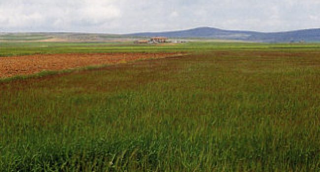 Campos de Teruel