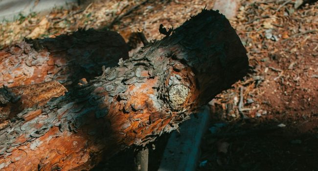 Tocho de madera | Foto: Moons unsplash