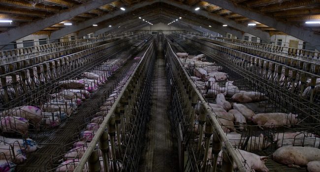 La ganadería industrial de porcino genera en Aragón 20 millones de m3 de purines cada año