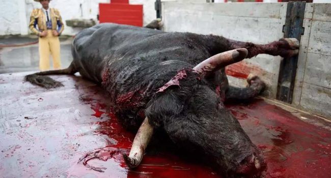Un ejemplar de toro después de una corrida | Foto: Askekintza