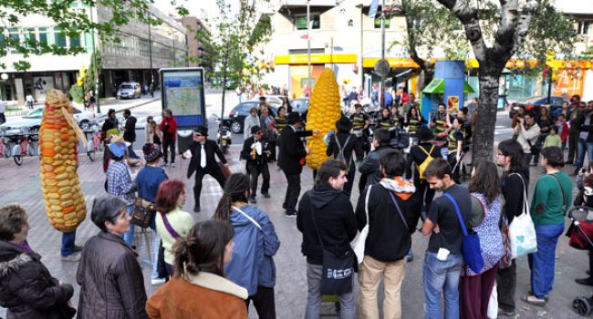 transgenicos sasera (11)