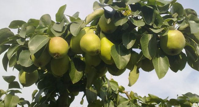 uaga fruta aragon pera