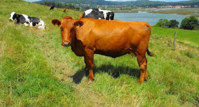 vaca