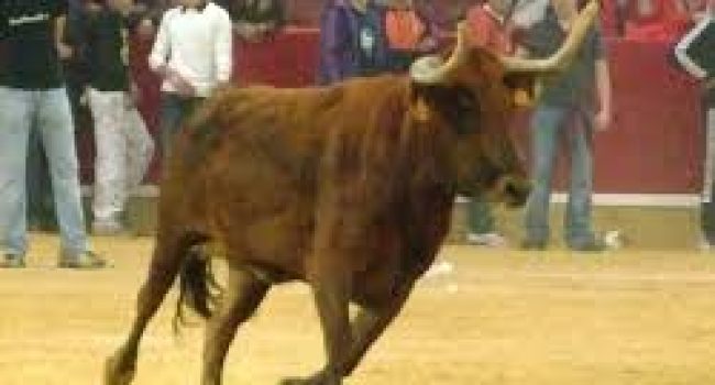 vaquillas