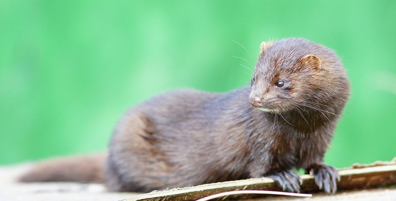 vison American_mink
