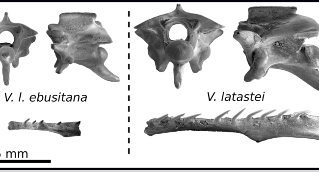 En la figura, comparación de la vértebra troncal media y hueso pterigoides de la nueva subespecie Vipera latastei ebusitana y la V. latastei continental