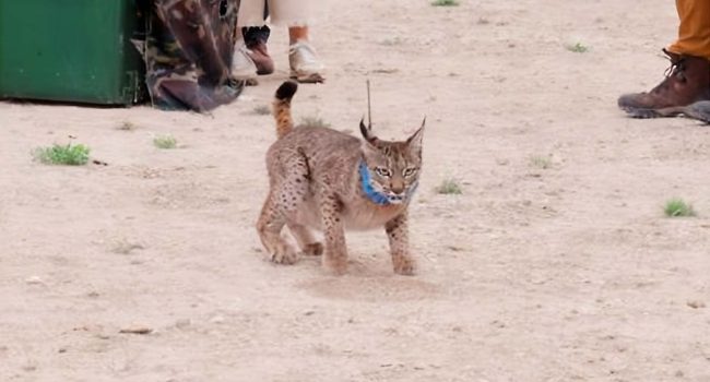Imagen del lince ibérico (Waka) durante su liberación. | Foto: Pablo Lozano