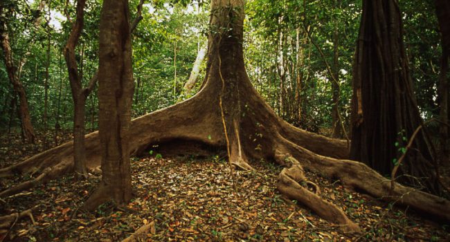Parque de la Amazonia. Brasil. © Juan Pratginestos / WWF