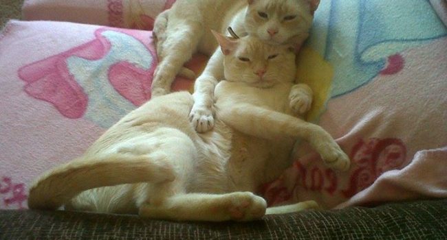 Pinty y Vegan, una pareja de gatos adoptada en la campaña.