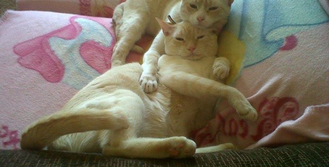 Pinty y Vegan, una pareja de gatos adoptada en la campaña.